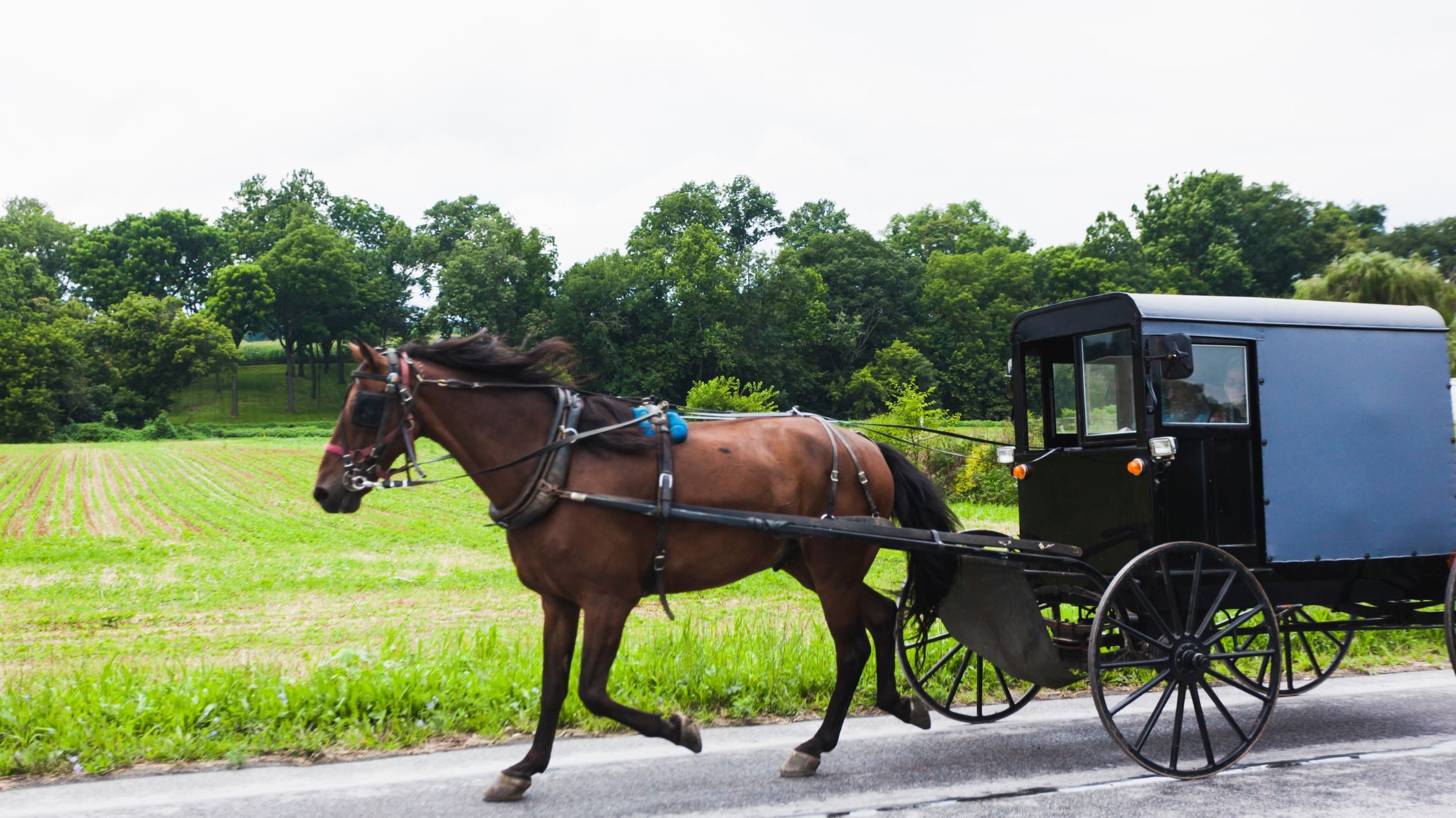 Horse and Carriage